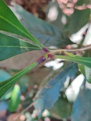 Osmanthus matsumuranus