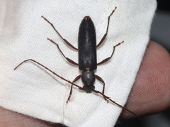 Stenelaphus alienus