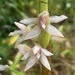Maxillaria sigmoidea - Photo (c) silenceinthew00ds, some rights reserved (CC BY-NC)