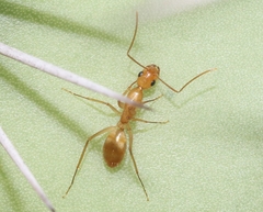 Camponotus festinatus