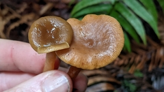 Lactarius occidentalis