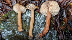 Lactarius occidentalis