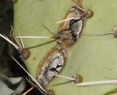 Phyllosticta concava