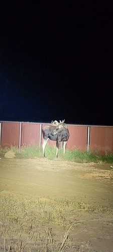Moose, United States, photo 6 of 10