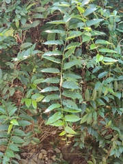 Rubus pirifolius