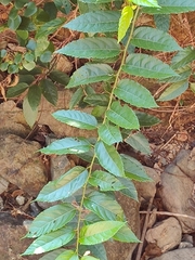 Rubus pirifolius