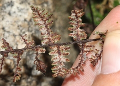 Myriopteris covillei