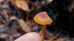 Gymnopilus rufescens