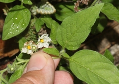 Solanum adscendens