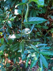 Rubus pirifolius