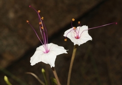 Mirabilis longiflora