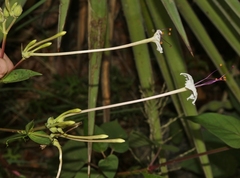 Mirabilis longiflora