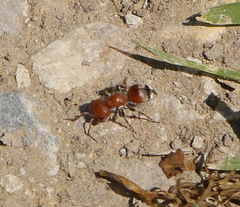Myrmilloides grandiceps