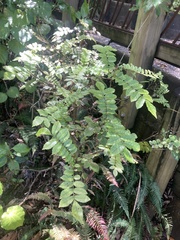 Pterophylla sylvicola