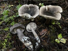 Tricholoma squarrulosum
