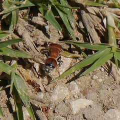 Myrmilloides grandiceps