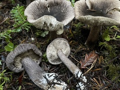 Tricholoma squarrulosum