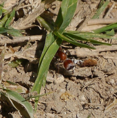 Myrmilloides grandiceps