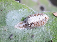 Stagmomantis resacae