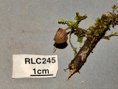 Resinomycena