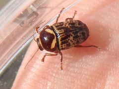 Cryptocephalus cribripennis