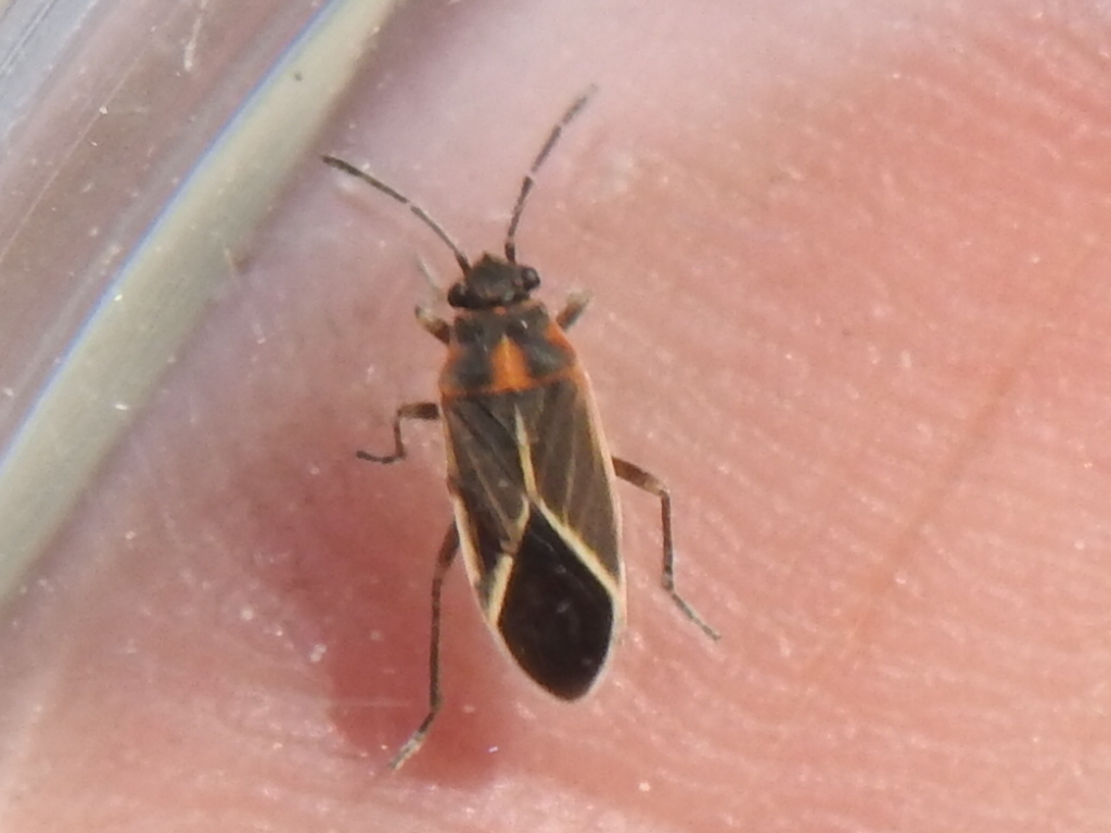Ochrimnus carnosulus