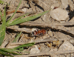 Myrmilloides grandiceps