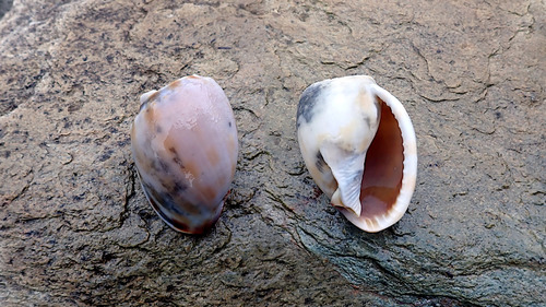 photo of Banded Bonnet Snail (Phalium bandatum)
