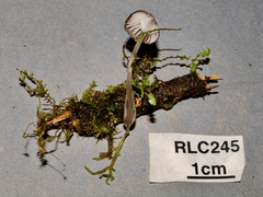 Resinomycena
