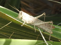 Schistocerca impleta