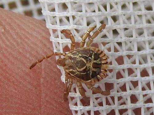 Cayenne Tick photo 3