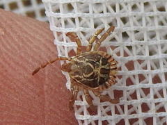 Amblyomma cajennense