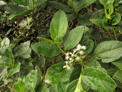 Ageratina tinifolia