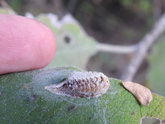 Stagmomantis resacae