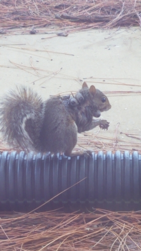 Squirrel Bot Fly photo 4