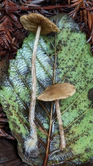 Naucoria escharioides