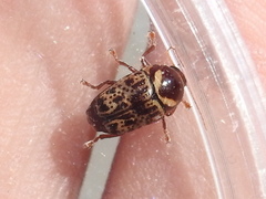 Cryptocephalus cribripennis