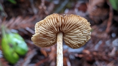 Naucoria escharioides