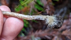 Naucoria escharioides