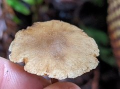 Naucoria escharioides