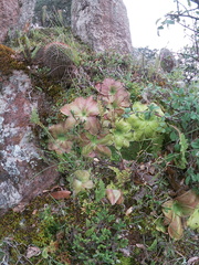 Pinguicula moranensis