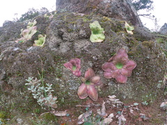 Pinguicula moranensis