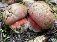 Rubroboletus pulcherrimus