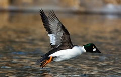Bucephala clangula