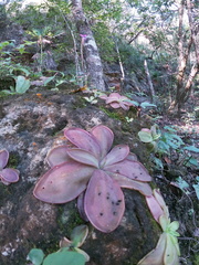 Pinguicula moranensis