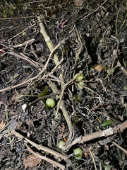 Solanum lycopersicum