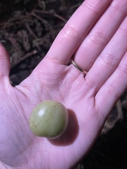 Solanum lycopersicum