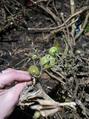 Solanum lycopersicum