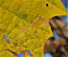 Ectoedemia clemensella