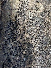 Berkleasmium concinnum